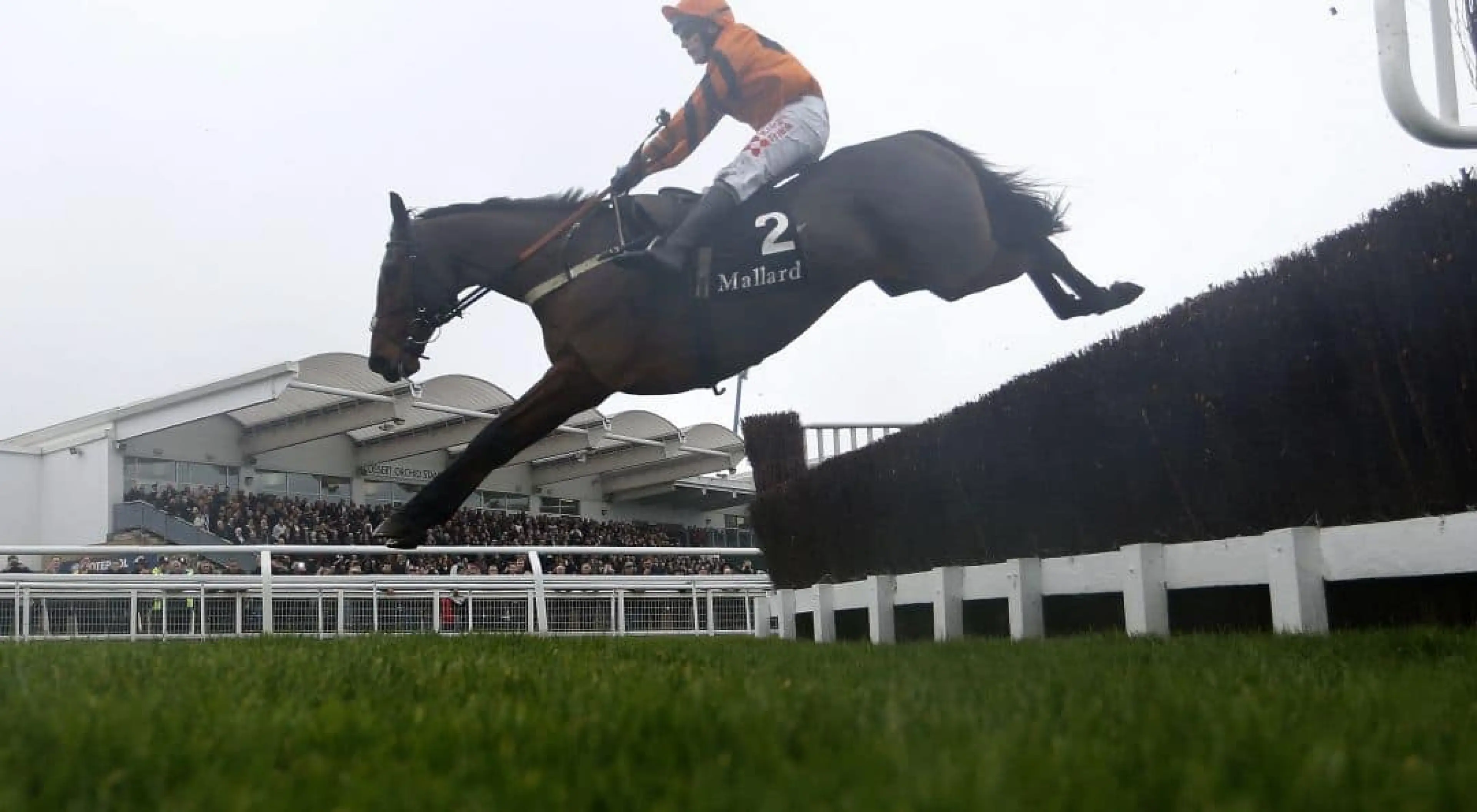 King George odds, Disko odds, King George 2017 odds, Thistlecrack odds