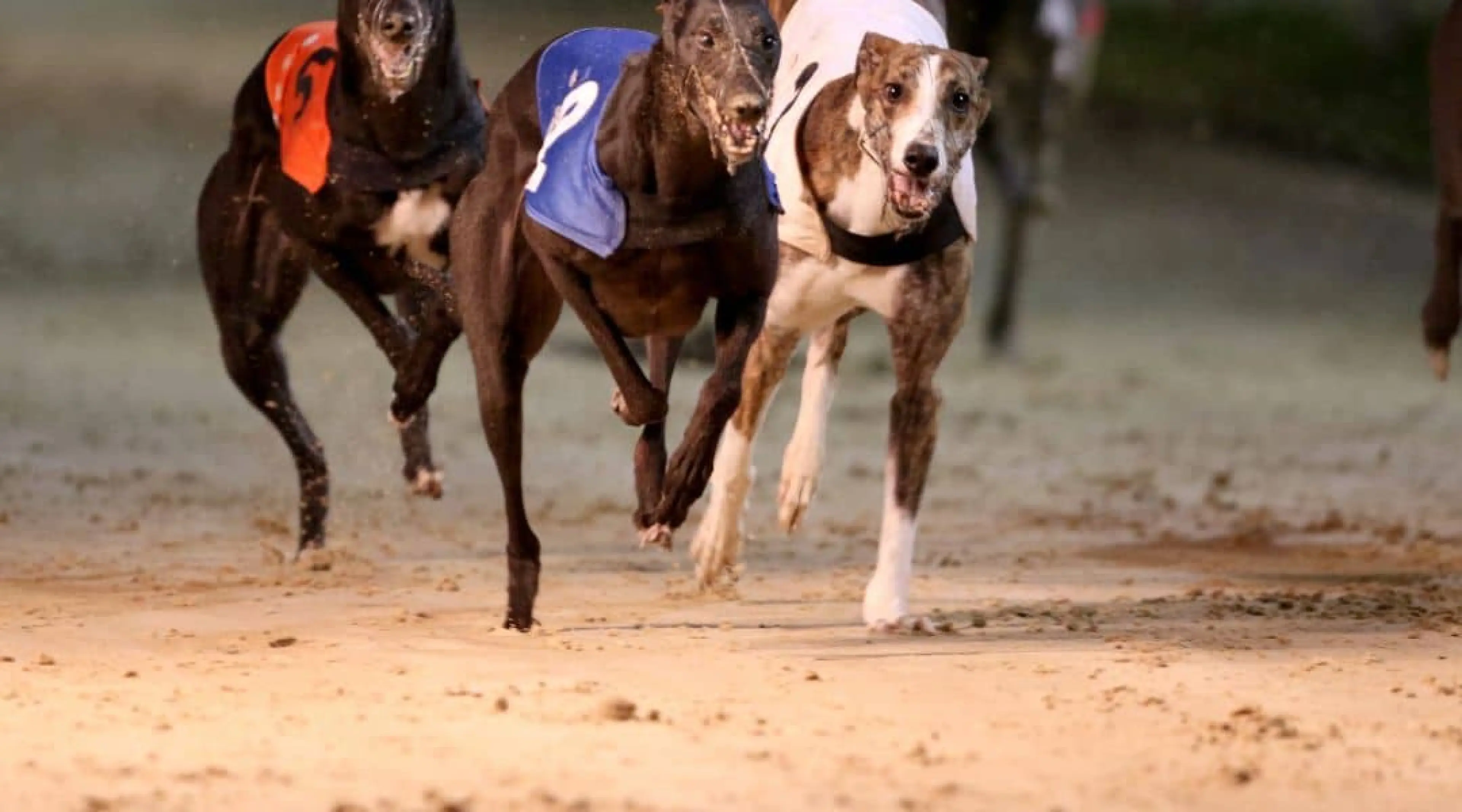 Greyhounds