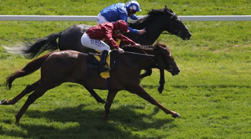 Kempton odds, Ascot odds, Haydock odds