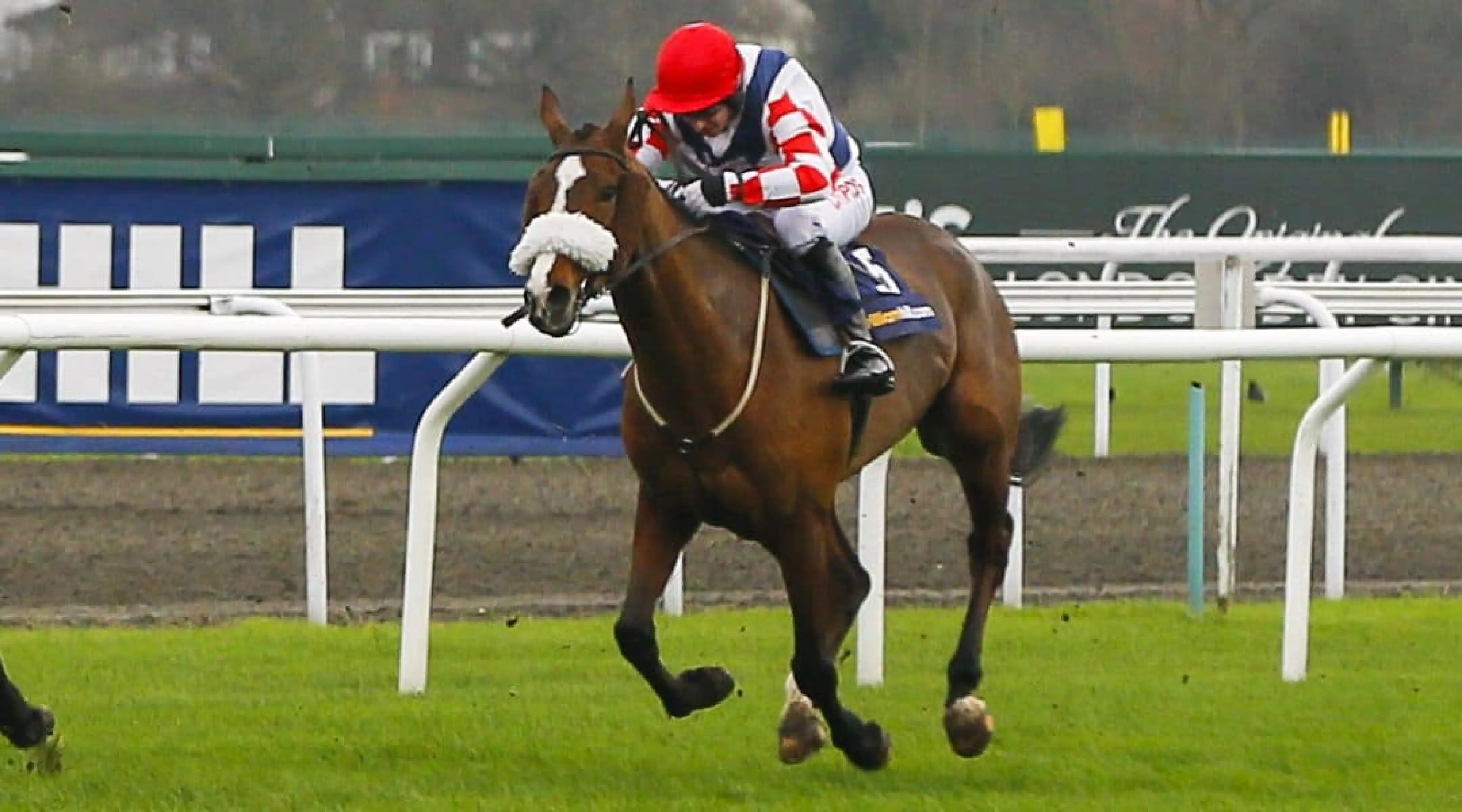 Southfield Royale - Scottish Grand National odds