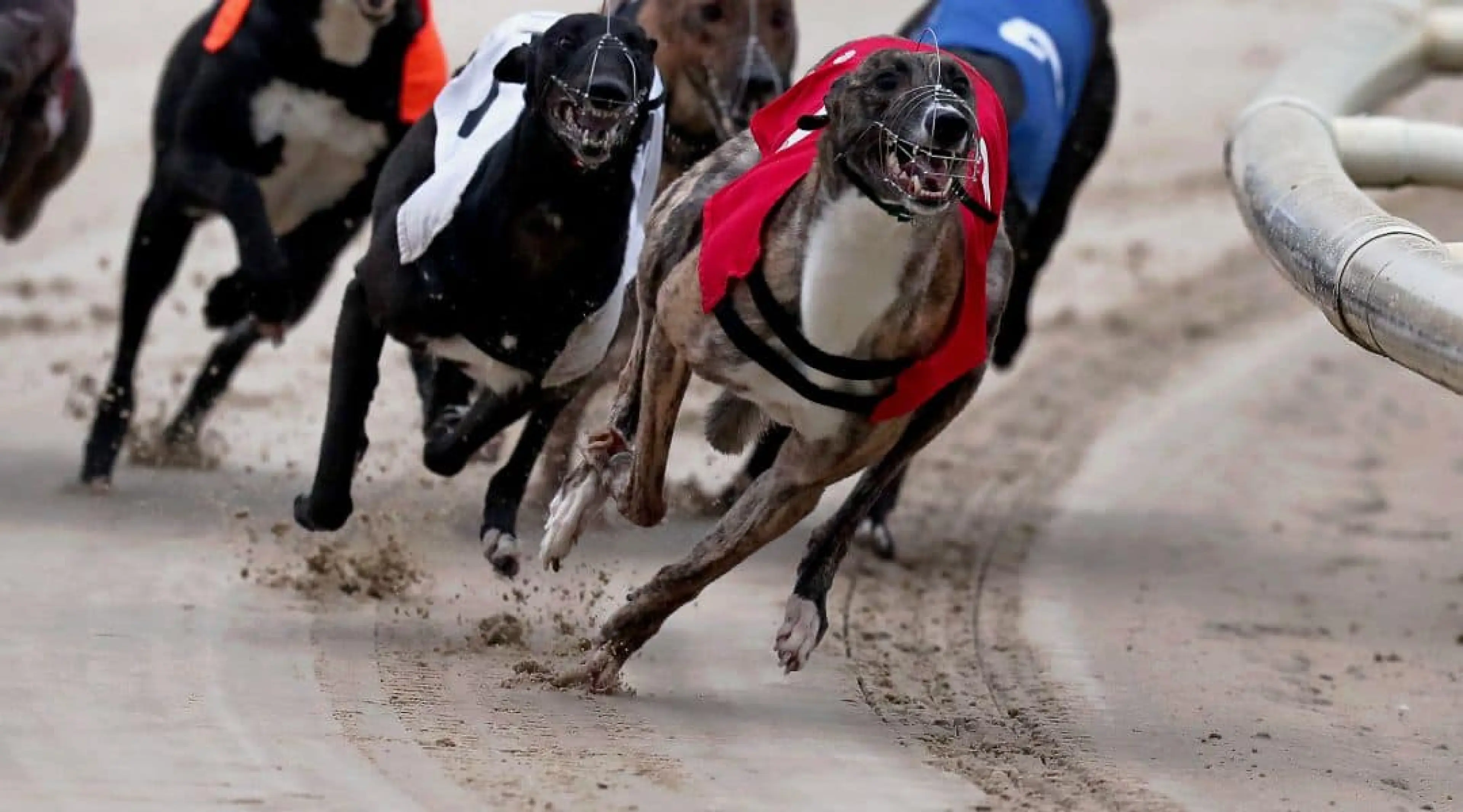 2017 British Breeders Stakes FInal, Candlelight Fire odds, British Breeders Stakes greyhounds odds