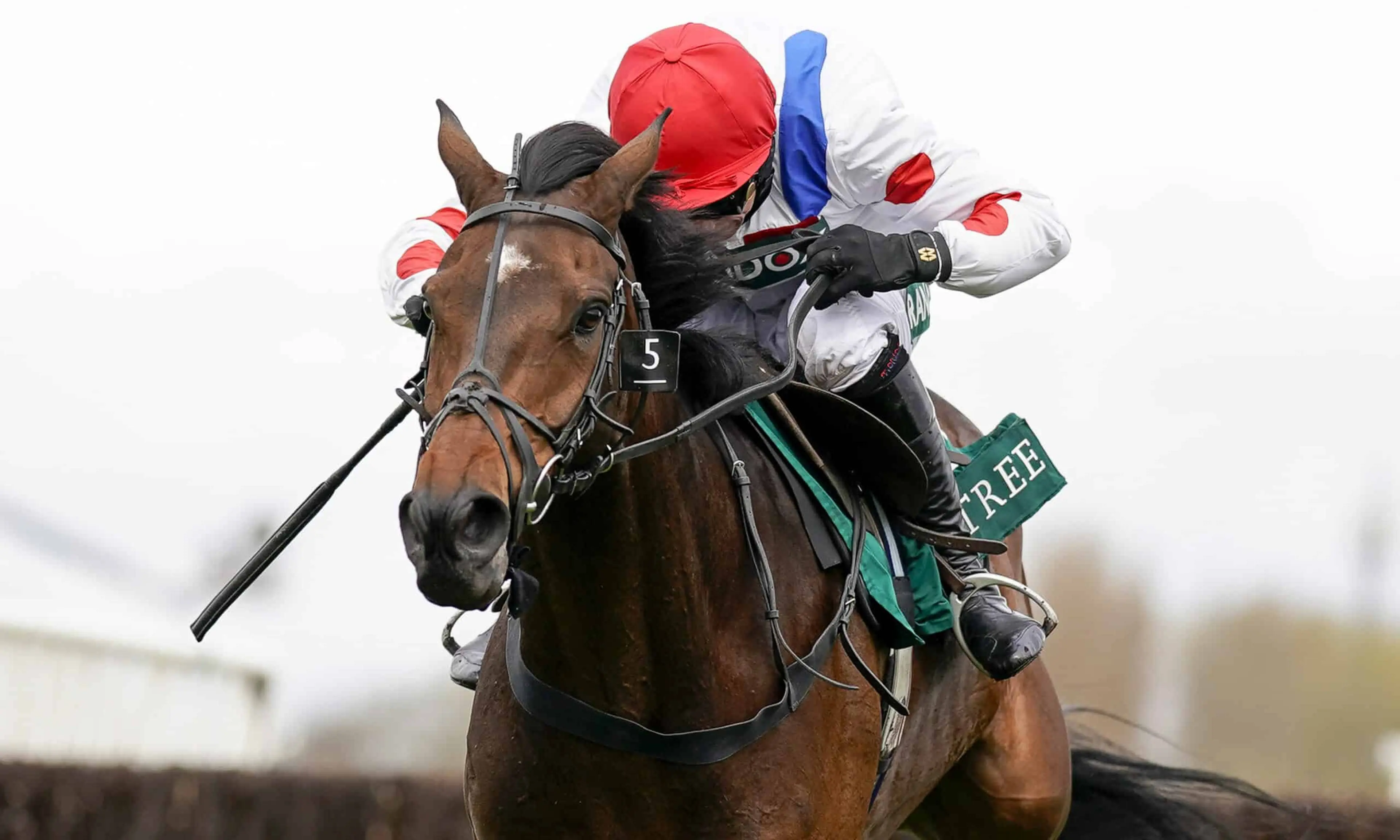 Protektorat, Cheltenham Gold Cup
