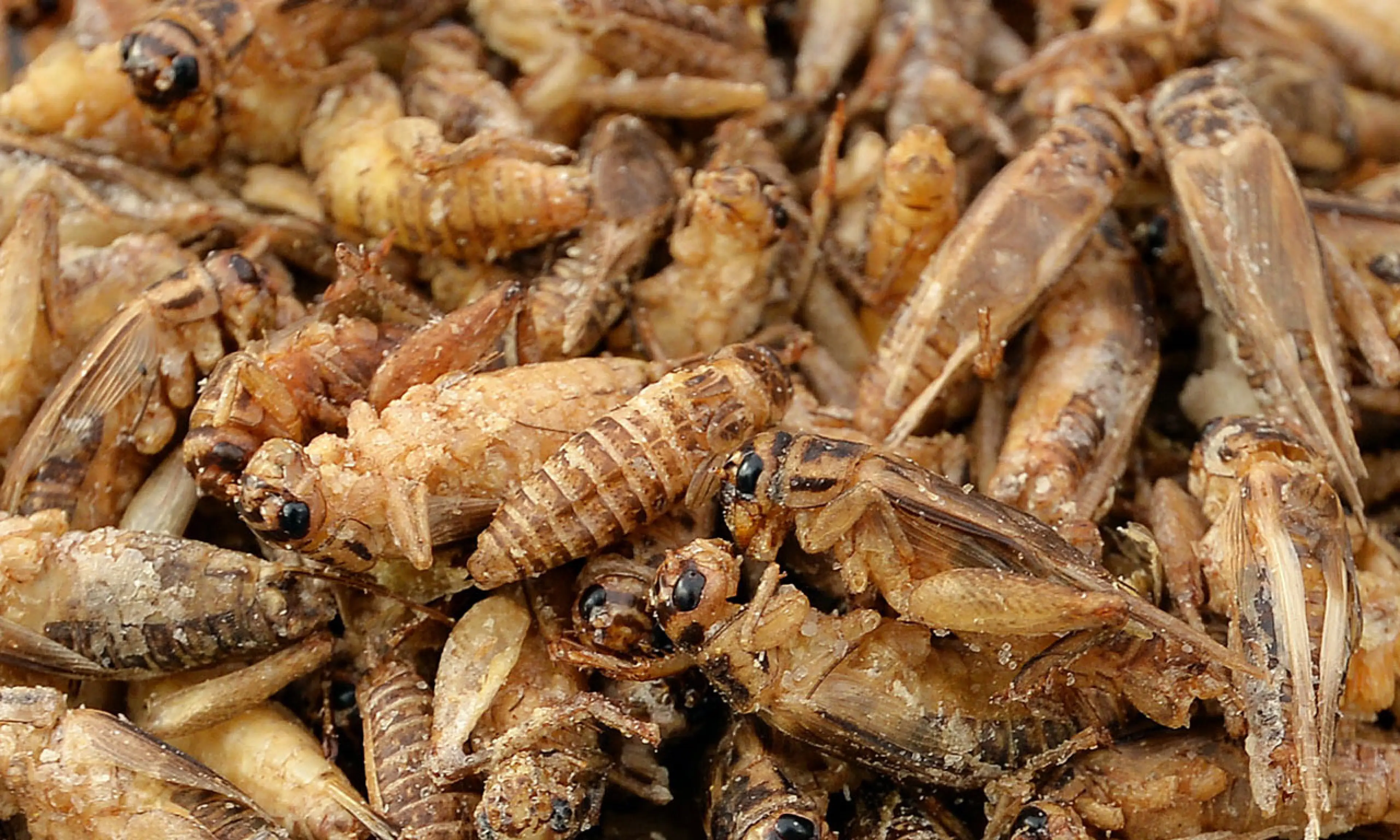 Dead crickets