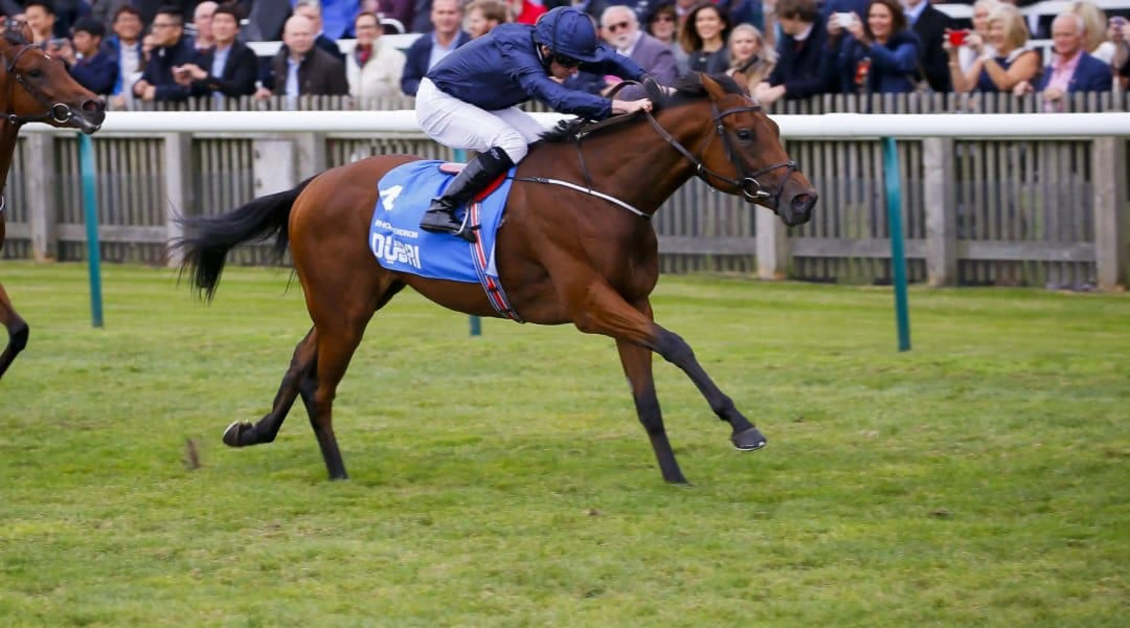 Rhododendron - Oaks odds