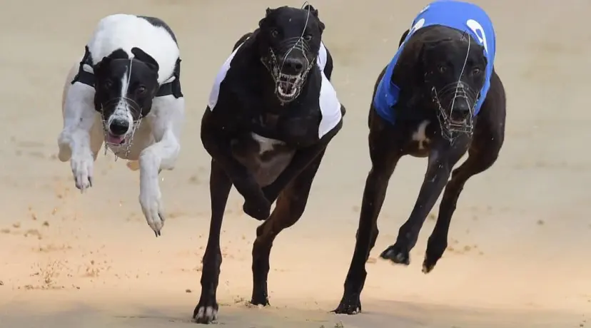 St Leger odds, Greyhound racing odds