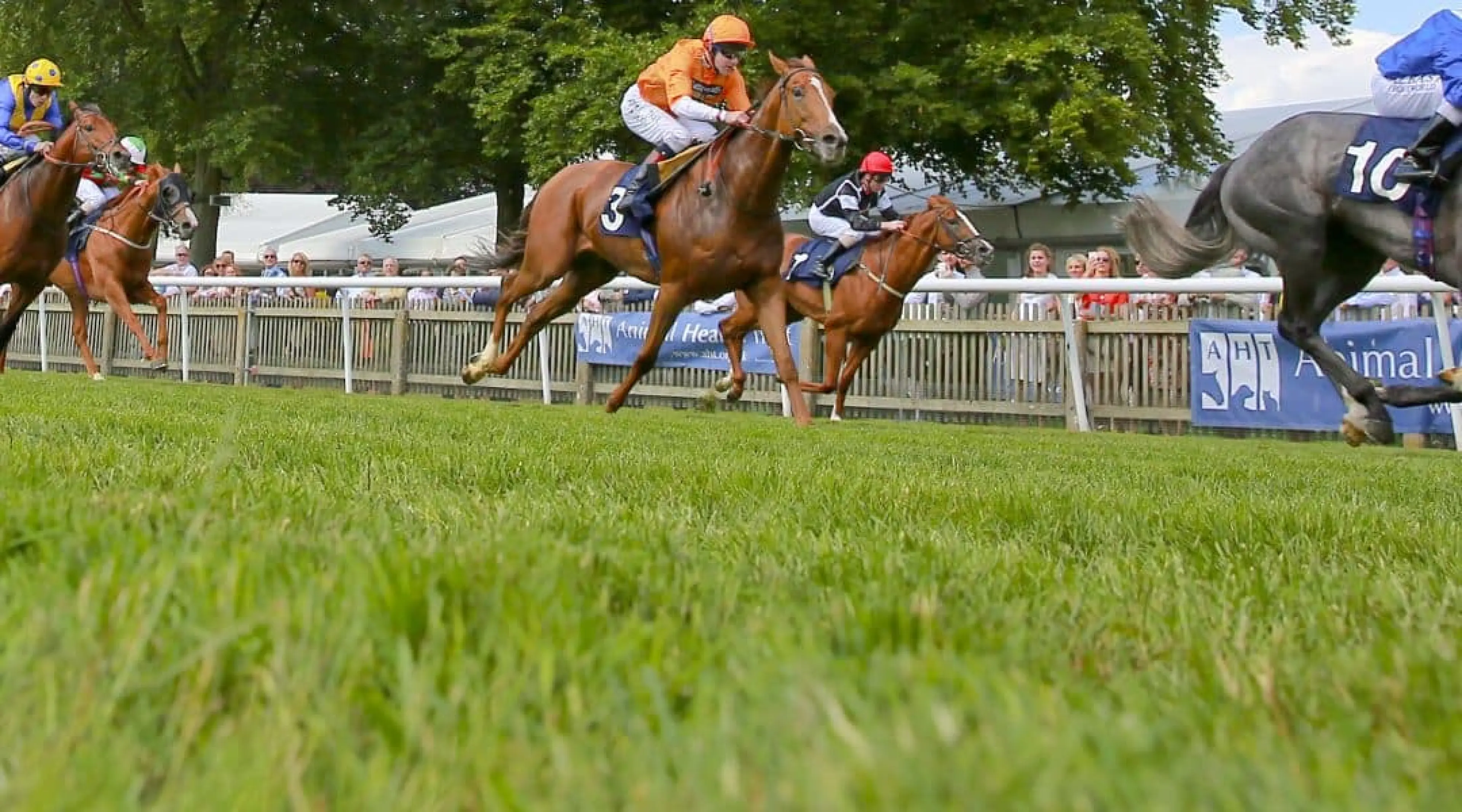 Hors De Combat - Ascot odds