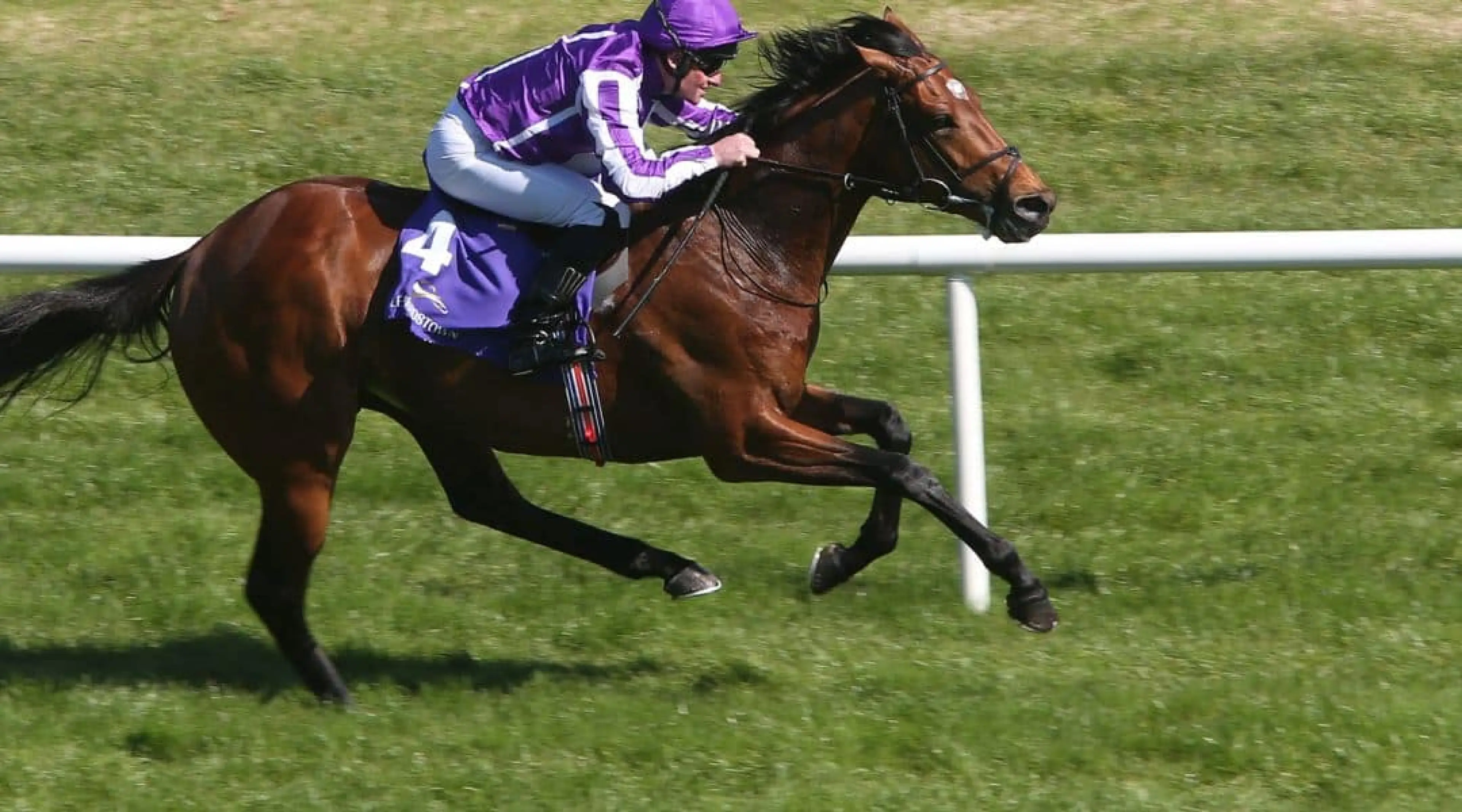 Orderofthegarter odds