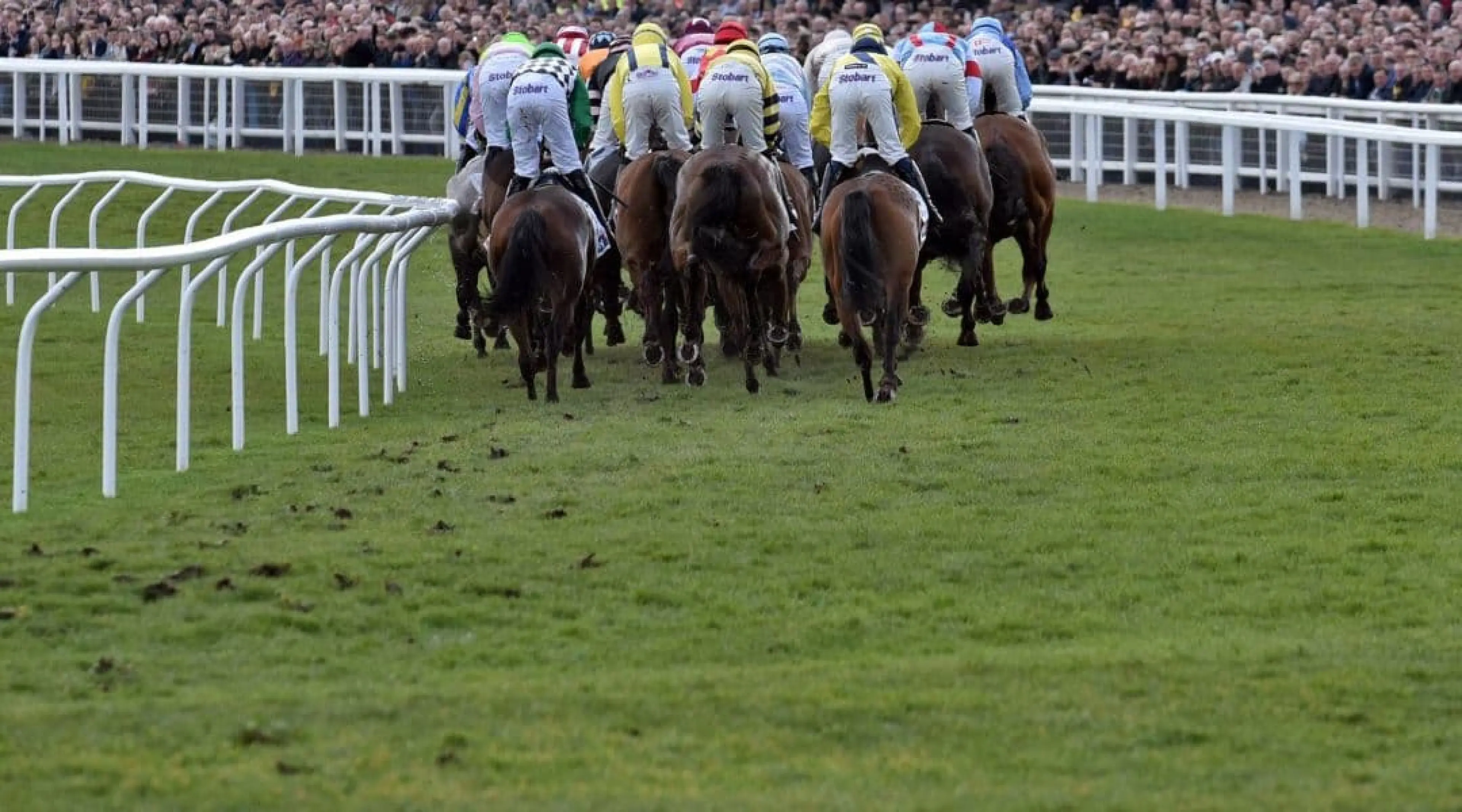 Cheltenham runners