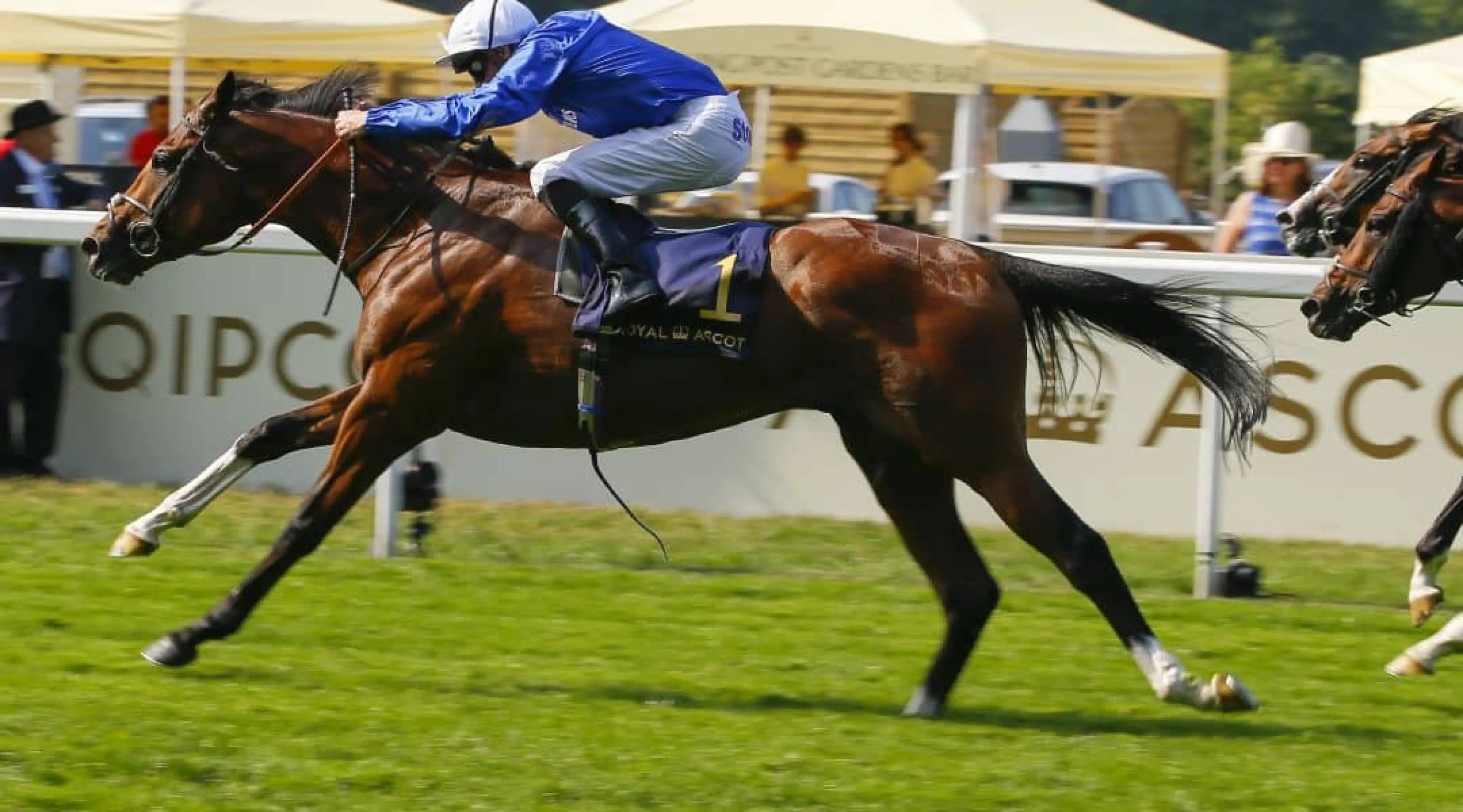 Coral-Eclipse odds