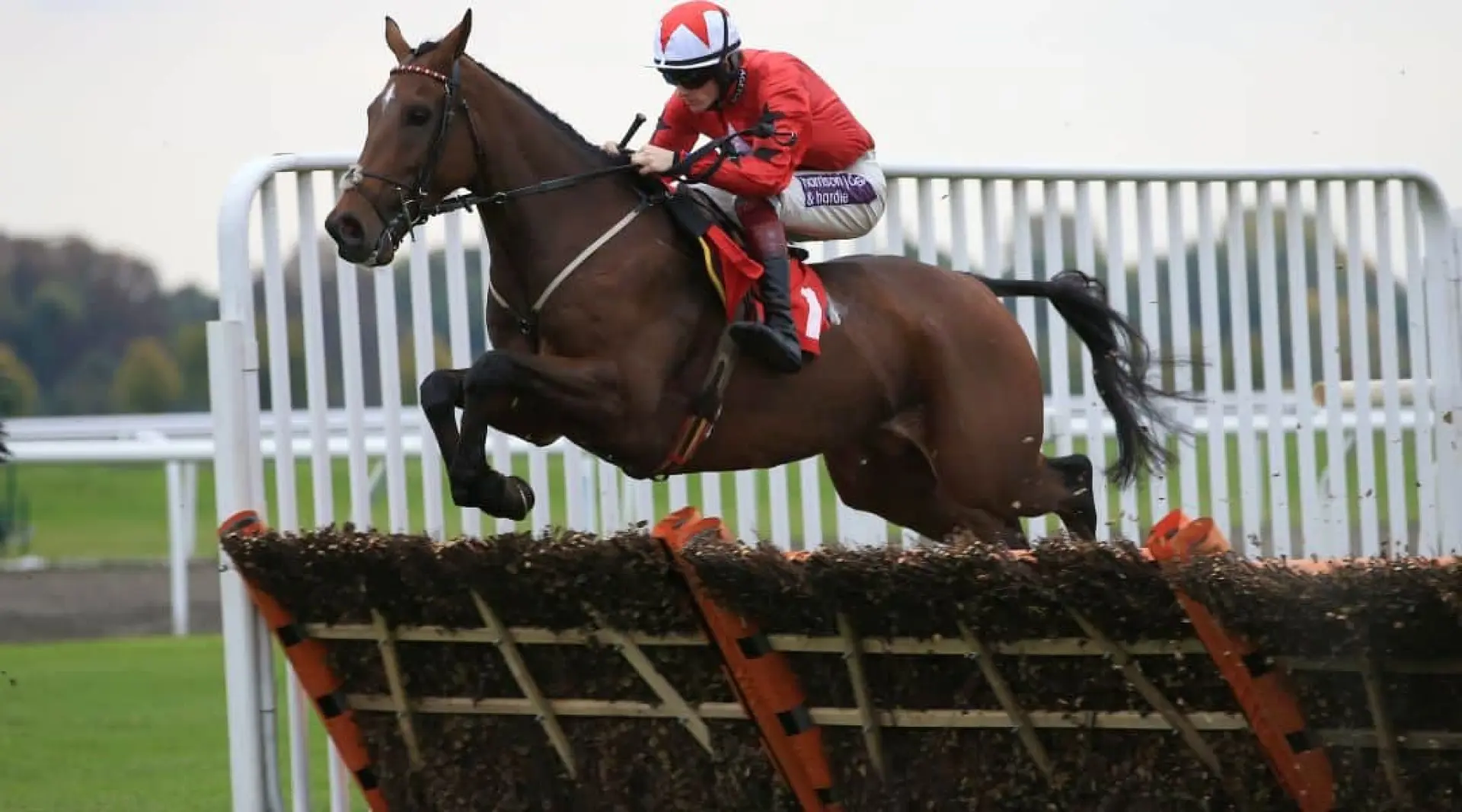 The New One odds, Ladbrokes Champion Hurdle odds