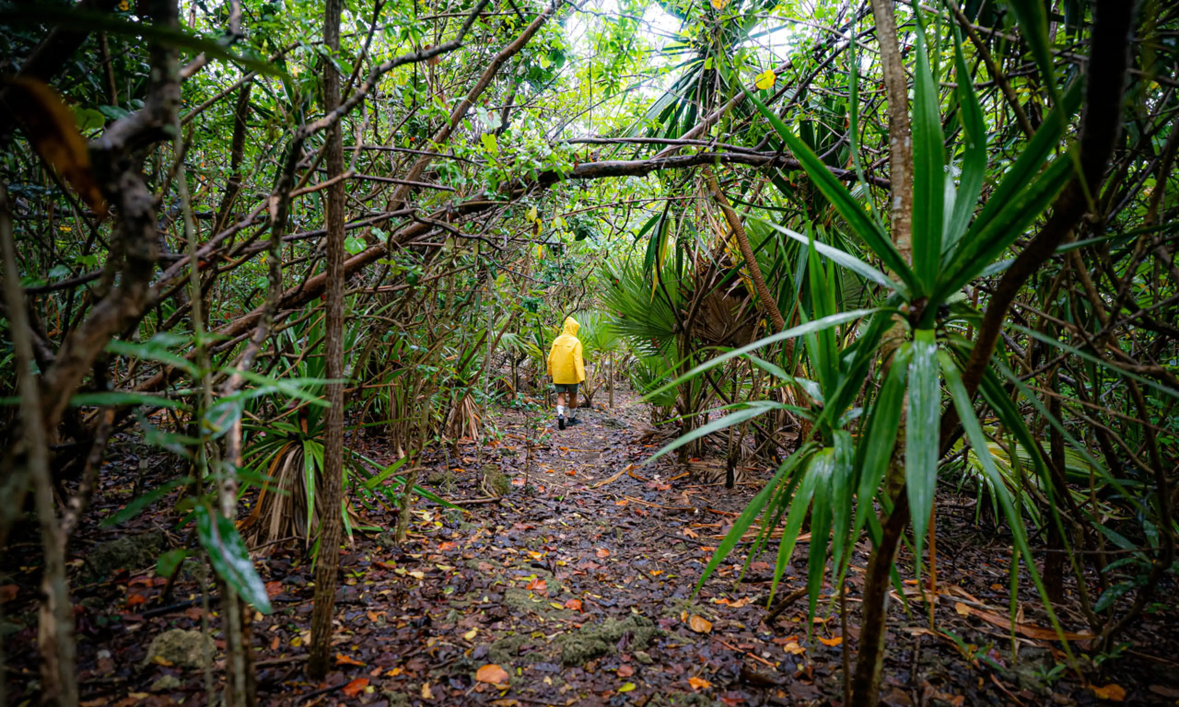 Tropical trees