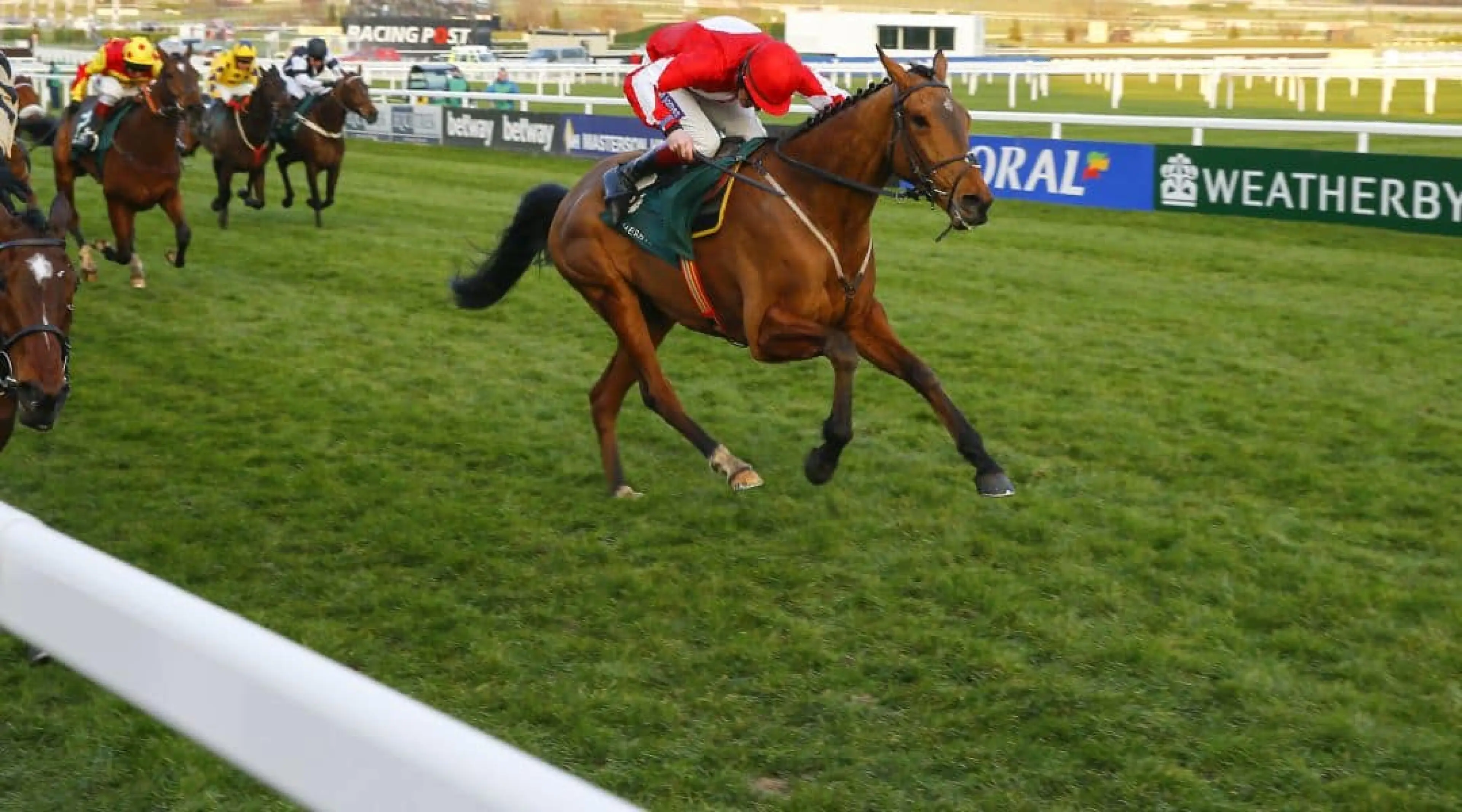 Ballyandy - Cheltenham odds