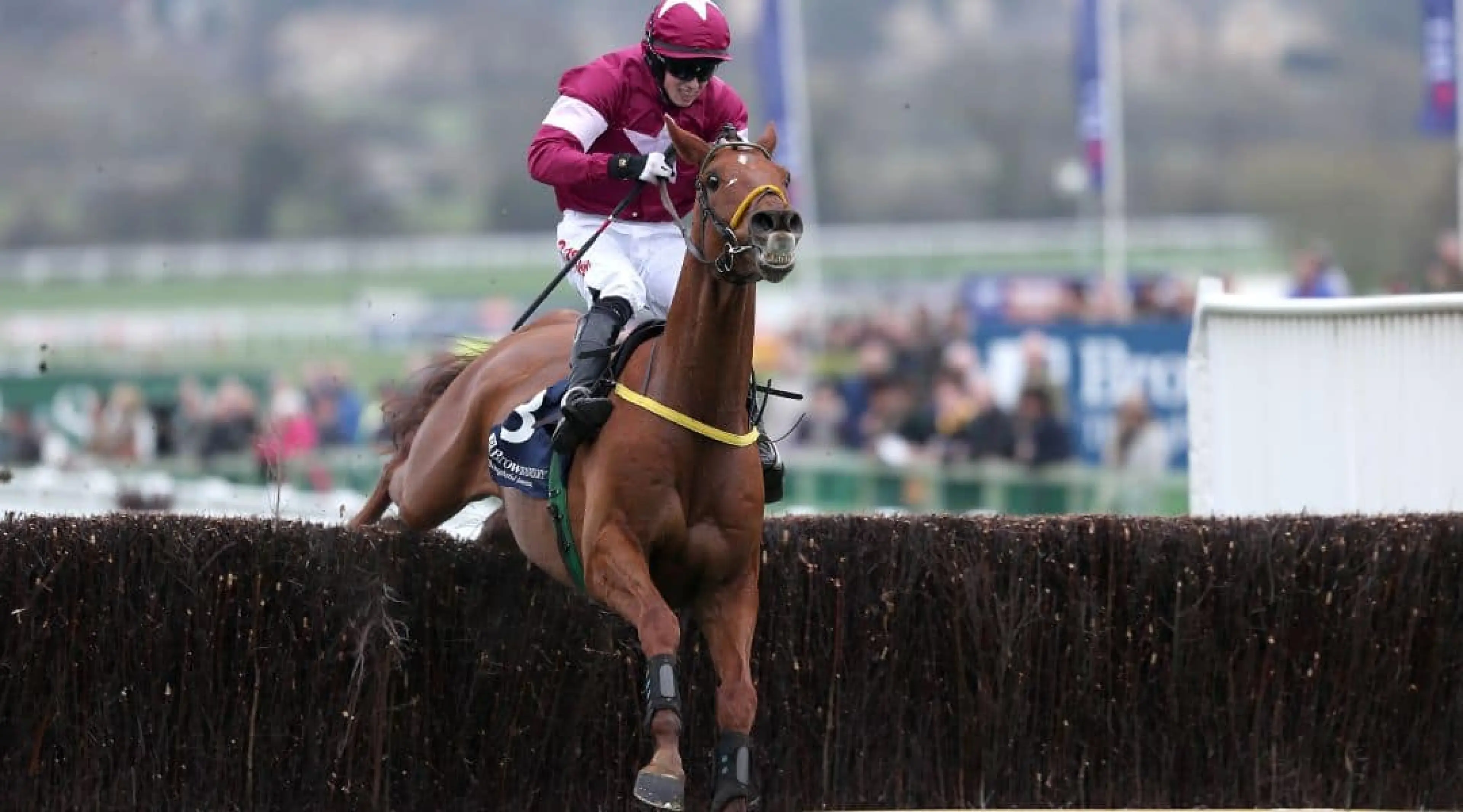 Road to Respect at Cheltenham