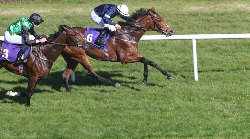 Rekindling - Dante odds