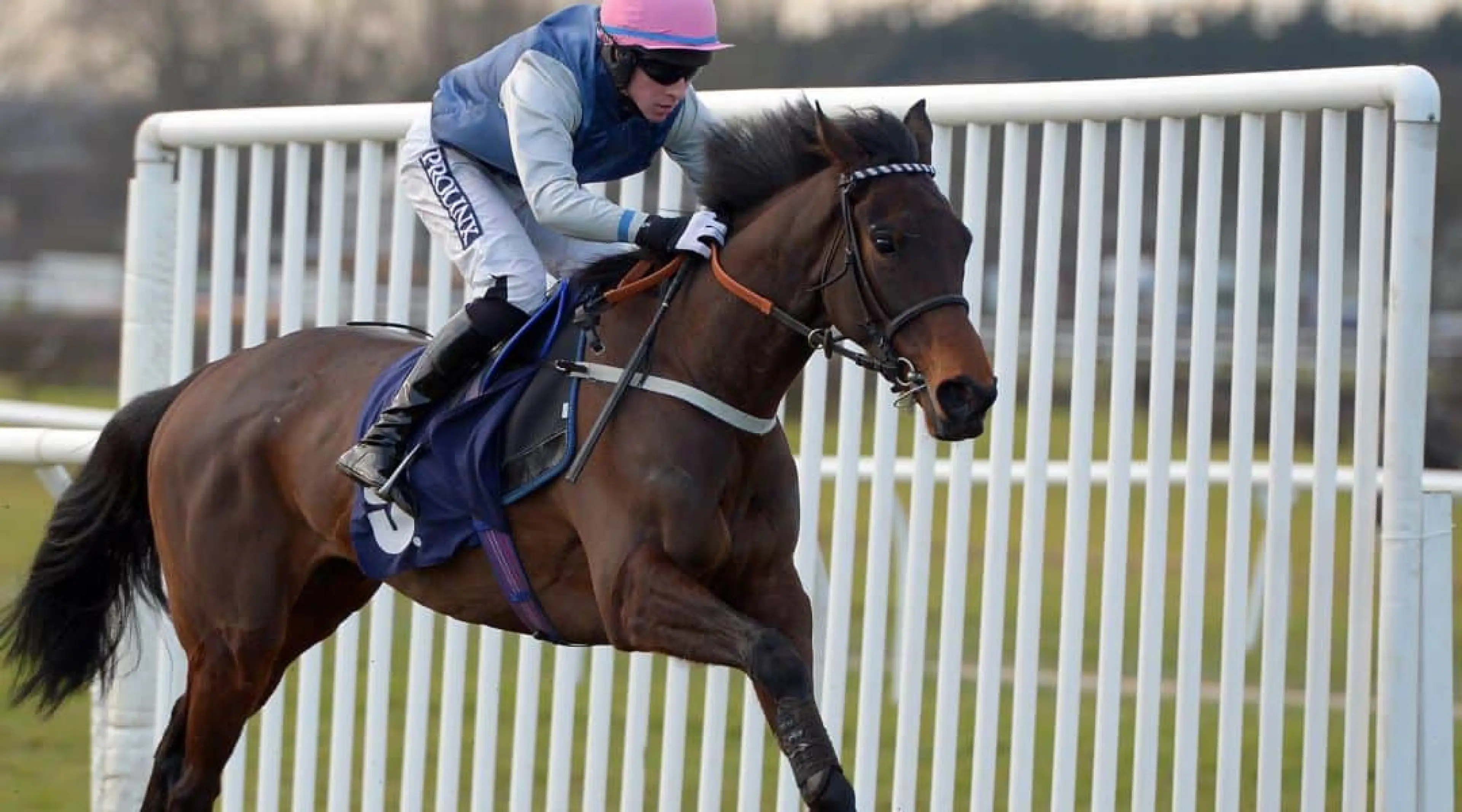 Newbury odds - Grand Turina