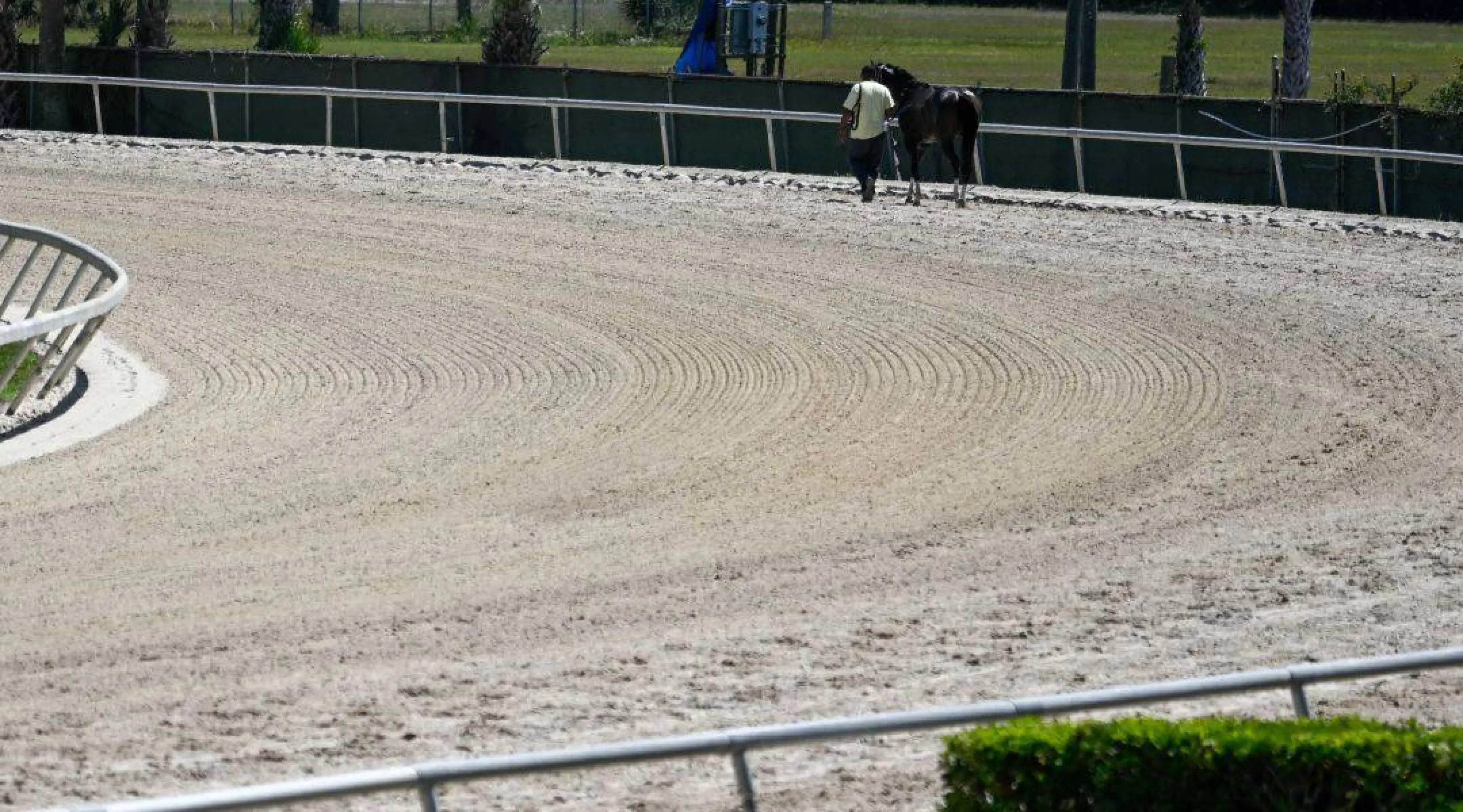 Tampa Bay Downs